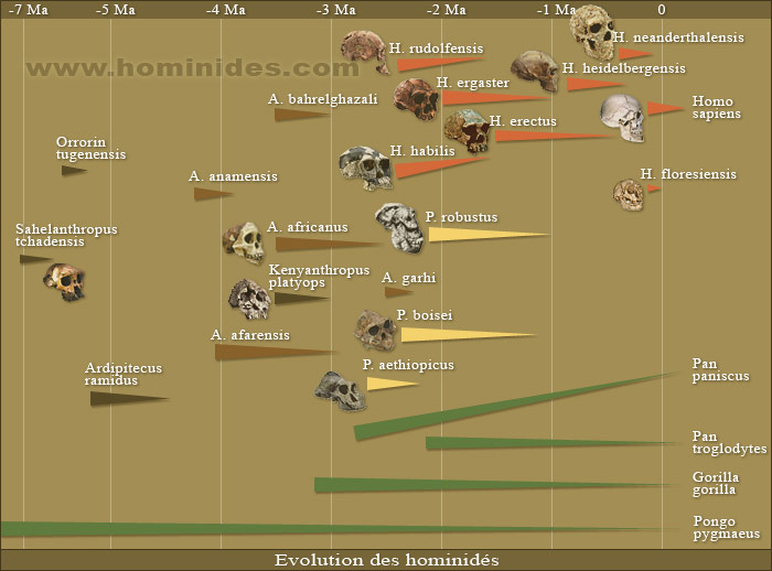 http://www.hominides.com/data/images/buisson/evolution-des-hominides.jpg