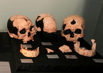 Crânes d'Homo sapiens