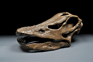 Crâne de diplodocus
