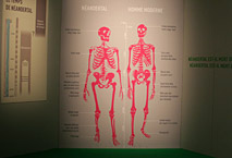 Comparaison squelette neandertal - Sapiens