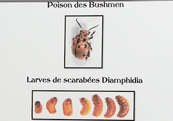 Poison utilisé par les Bushmen