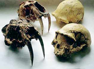 Crânes d'Homo georgicus et de tigres à dent de sabre