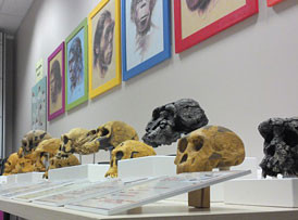 Crânes de l'évolution humaine - Nestploria