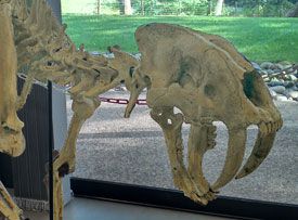 Un squelette de Smilodon 
