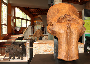 Marito le mastodonte découvert au Chili