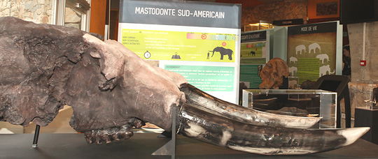 Mastodonte sud-americain