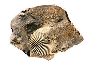 Fossile 