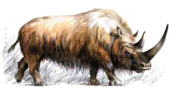 Un rhinocéros laineux, proie de néandertal