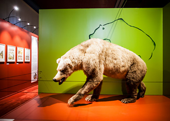 L'ours des cavrenes reconstitué
