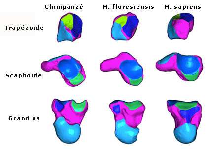 Comparaison des os du poignet de Flores, Sapiens et du chimpanzé