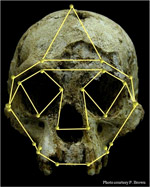 Cr&acirc;ne Homo floresiensis