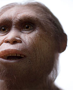 Homo floresiensis, un ancêtre de 700 000 ans