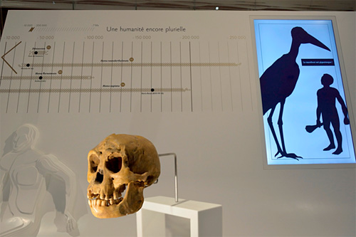 Le crâne d'Homo floresiensis est présenté au Musée de l'Homme à Paris sous forme de moulage