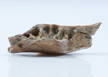 Machoire ancetre Homo floresiensis
