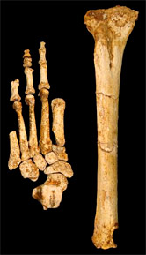 Les os du pied et le fémur d'Homo floresiensis