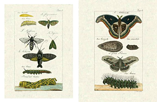 papillion-histoire-naturelle-buffon.jpg