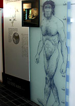 Homo Neanderthalensis - Mus�e de la pr�histoire Nemours