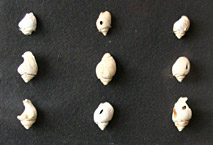 Coquillages percés montés en collier - Abri Castanet
