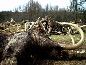 Cimetierre de mammouths - Pal&eacute;osite - Photo Olivier Chanoit