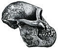 Cr&acirc;ne d'australopithecus afarensis