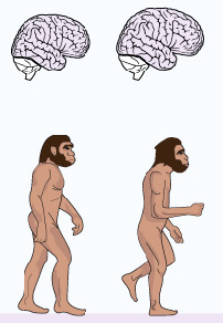 cerveau-corps-taille-relation