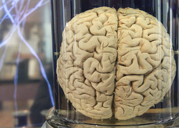 cerveau-humain-depuis-la-prehistoire