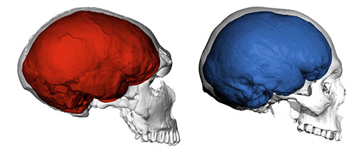 Comparaison des cerveaux d'Homo sapiens et de néandertal - bulbes olfactifs