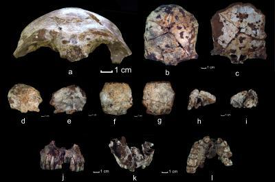 Les restes fossiles du crâne retrouvé à Tam Pa Ling et daté de - 63 000 ans