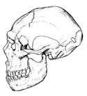 Crâne neandertal