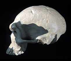 Crâne retrouvé à Iwo Eleru et daté de - 13 000 ans
