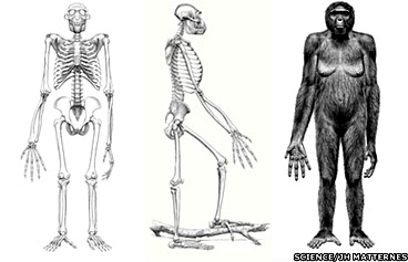 Reconstitution Ardipith&eacute;cus ramidus