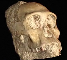 Australopithecus sediba - le crâne reconstitué en 3D
