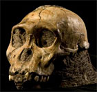 Une nouvelle espèce d'hominidé : australopithecus sediba.