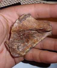 Australopithecus afarensis, l'omoplate qui prouve qu'il était bipède et arboricole