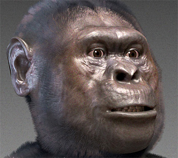 Recosntitution de la face d'Australopithecus afarensis 