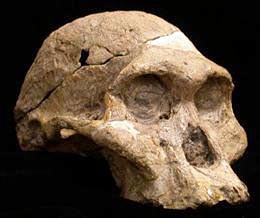 Australopithecus africanus - Mrs Ples
