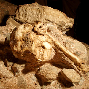 Little Foot - Australopithecus prometheus
