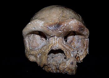 Crâne de Dali