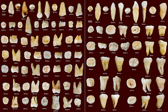 dents-grotte-fuyan-homo-sapiens