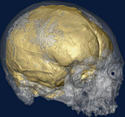 Cr&acirc;ne de Cro-magnon avec le cerveau en transparence