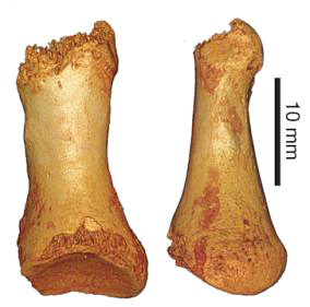 Sapiens métissage neandertal 100 000 ans 