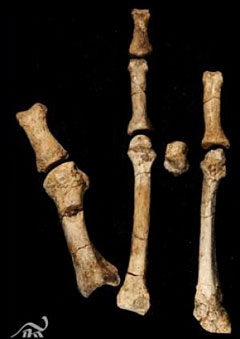 Une nouvelle espèce d'hominidé il y 3,4 millions d'années avec Lucy ? 