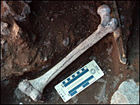 F&eacute;mur retrouv&eacute; &agrave; Dmanissi - Homo georgicus