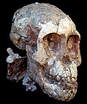 Le crâne du fossile de l'enfant de Lucy