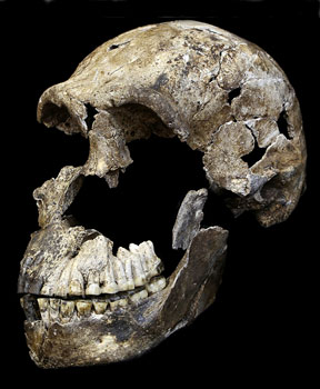Crâne LES1 dit Neo - Homo naledi