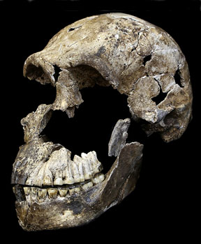 crane-homo-naledi-les1-neo