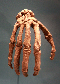 Ossements de la main d'Homo naledi 