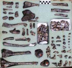 Les premiers Homo sapiens à Kibish en Ethiopie