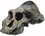 Paranthropus aethiopicus