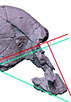 Recontitution cr&acirc;ne Homo rudolfensis